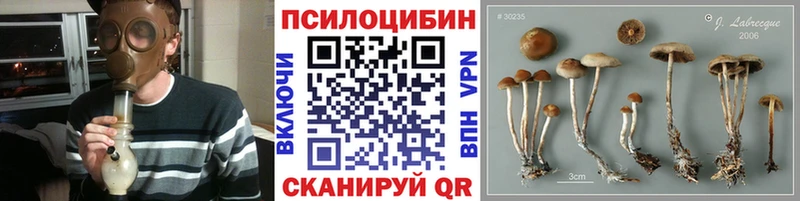 Псилоцибиновые грибы Psilocybe  купить наркотик  Дубовка 